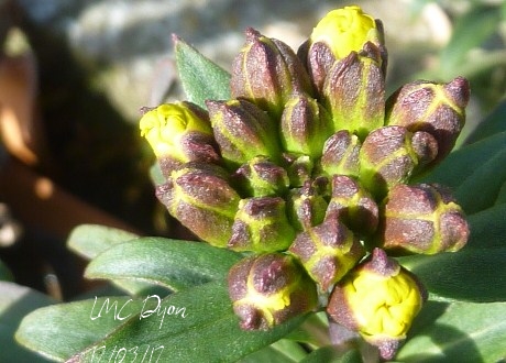 boutons de giroflées