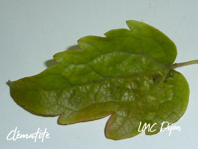 Partie de la Feuille composée de Clématite des haies