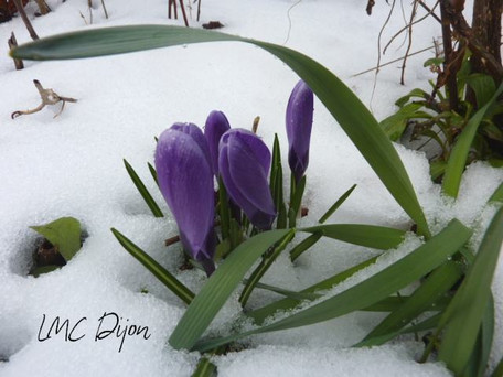 crocus violet sous la neige