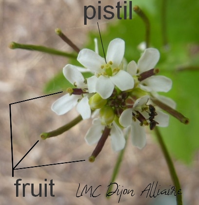 Alliaire fleur et fruit