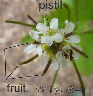 Alliaire fleur et fruit