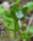 Veronica hederifolia