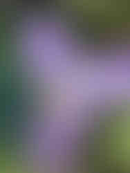 Dessous d'une fleur de violette