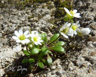 Drave fleur