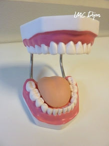 Machoire adulte avec ses dents, la langue et les gencives