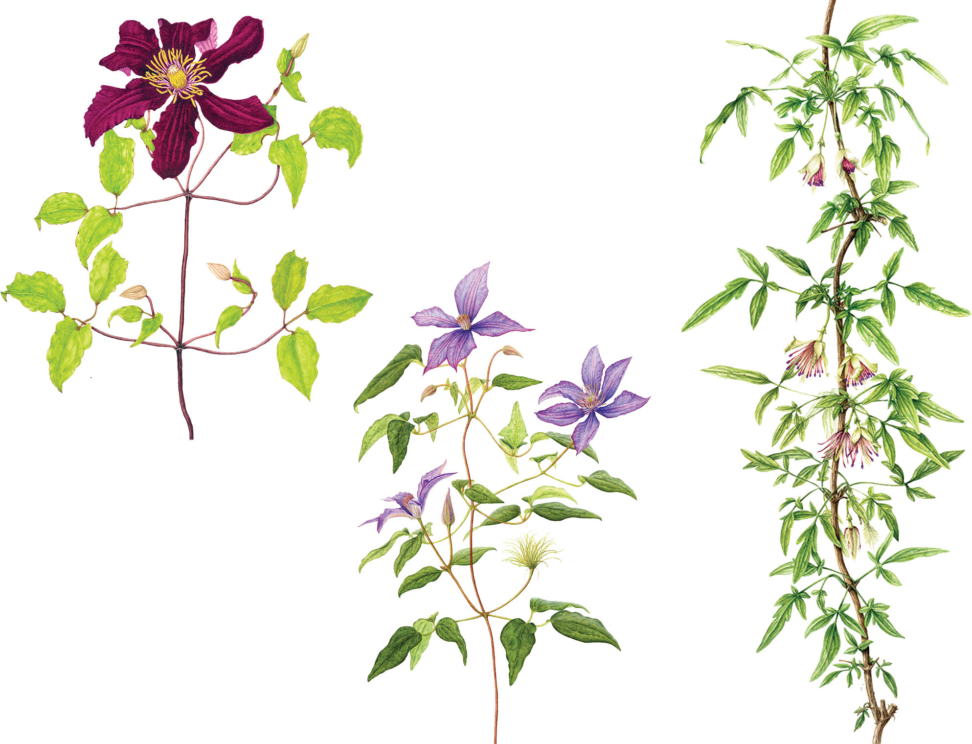 Clematis in Bloom July - August'18
