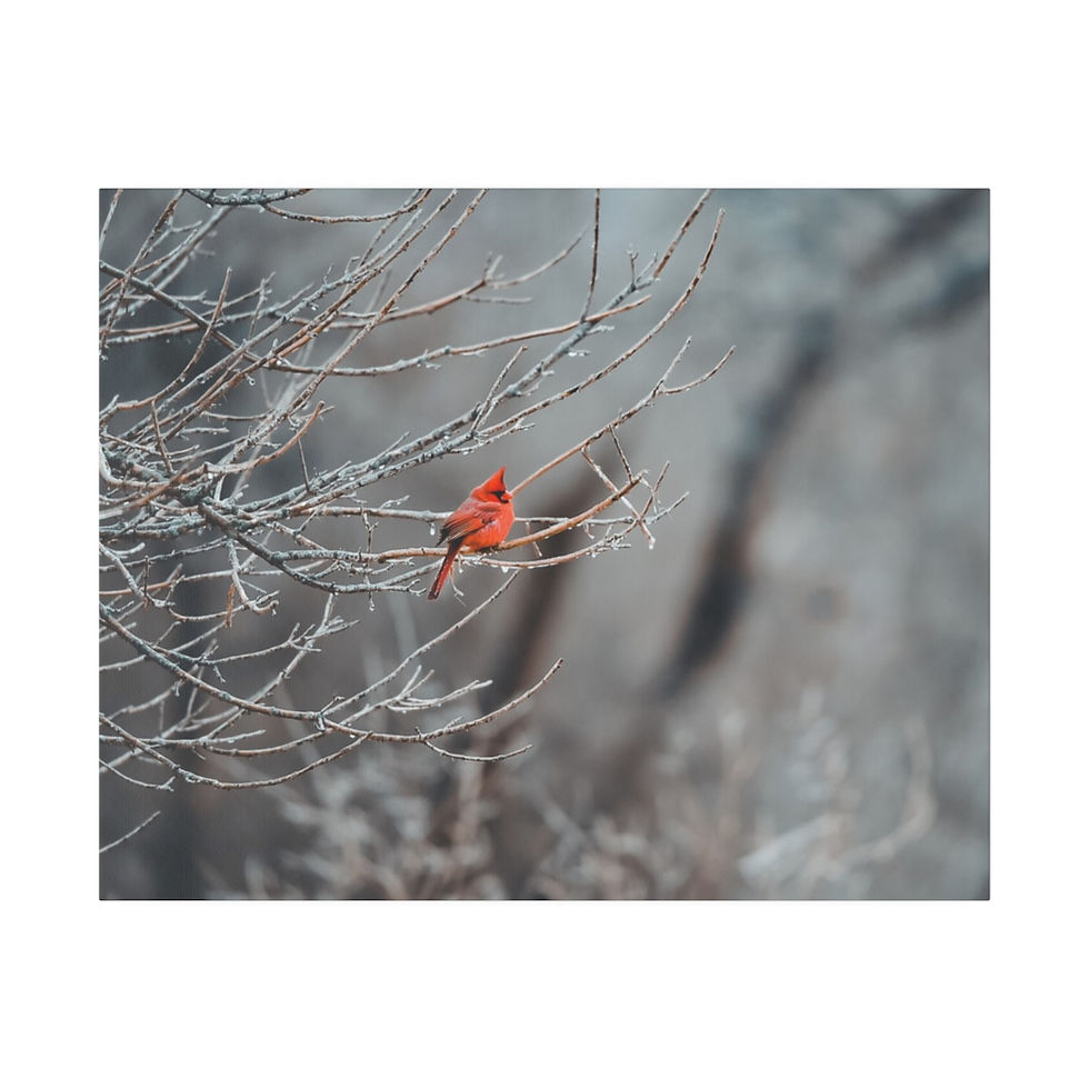 Thumbnail: Cardinal Messanger