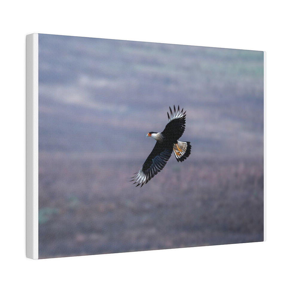 Thumbnail: Crested Cara Cara Mexican Eagle