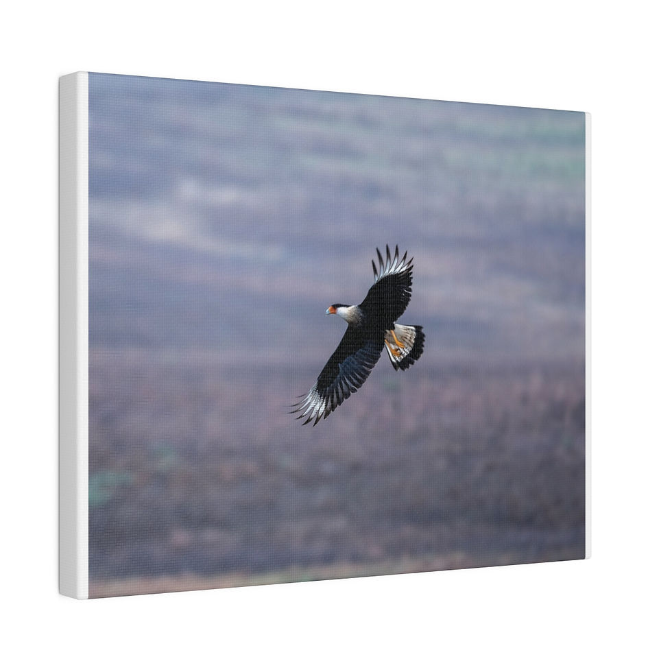 Thumbnail: Crested Cara Cara Mexican Eagle