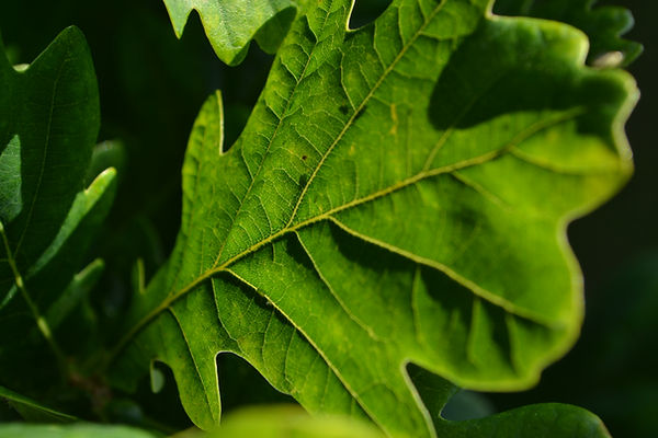 Close up of an oak leaf