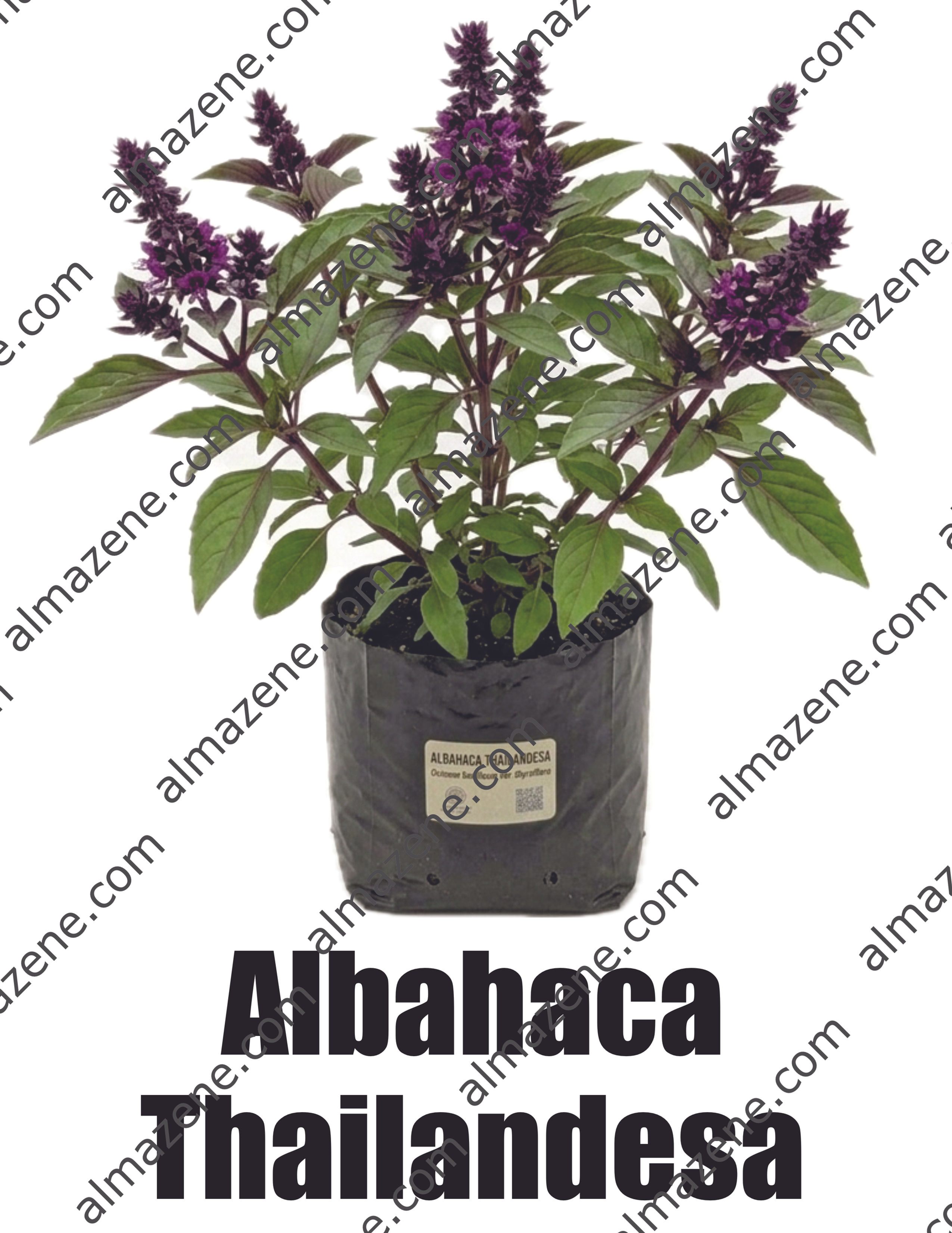 Albahaca Thailandesa Planta Medicinal Don Pedro Pablo
