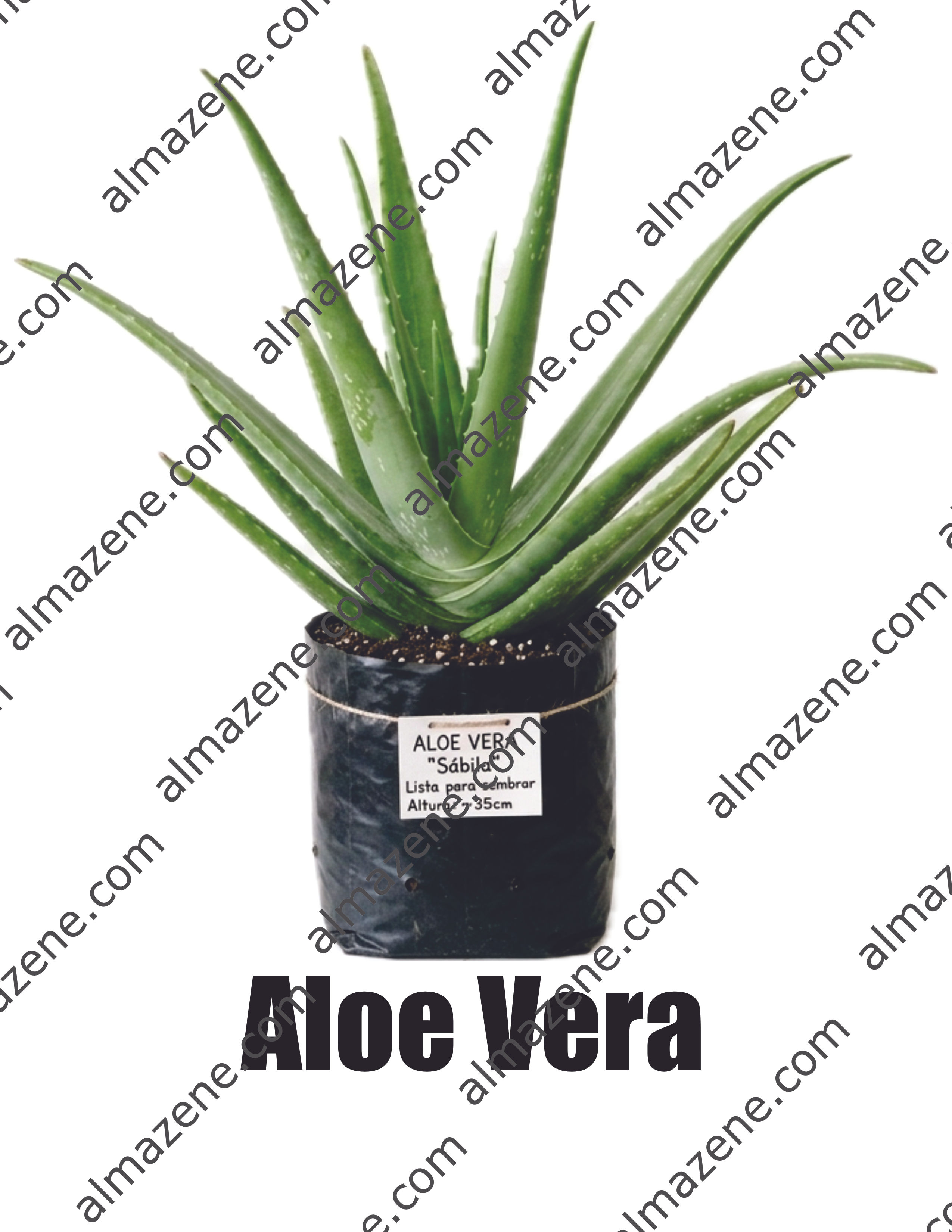 Aloe Vera Planta Medicinal Don Pedro Pablo Aloe Vera