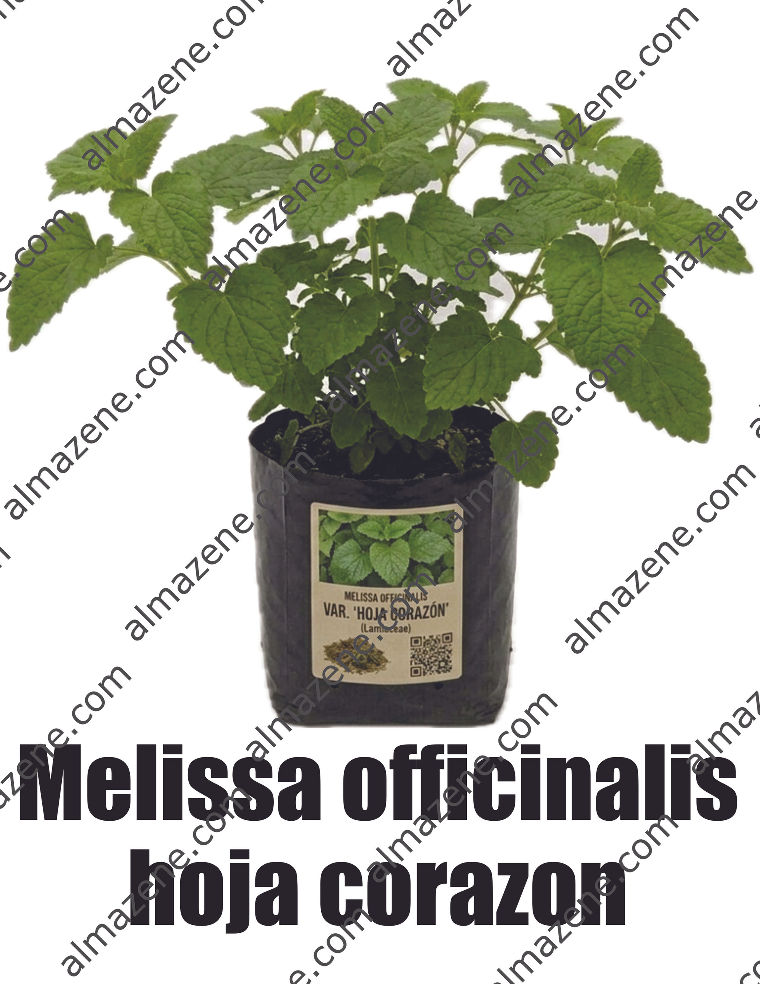 Melissa officinalis hoja corazon Planta Medicinal Don Pedro Pablo