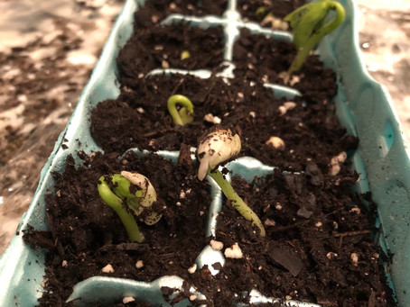 How to Grow Beans in an Egg Carton Green House