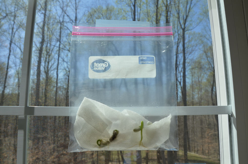 Growing Beans in the Window, Garden Science Fun