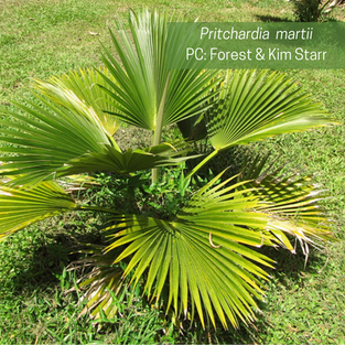 Pritchardia martii photo taken by Forest & Kim Starr