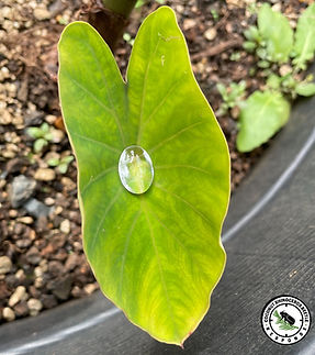 Untitled design (8)_edited_edited.jpg