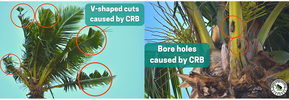 Examples of damage caused by CRB.*