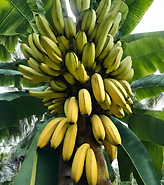 Untitled design (6).png