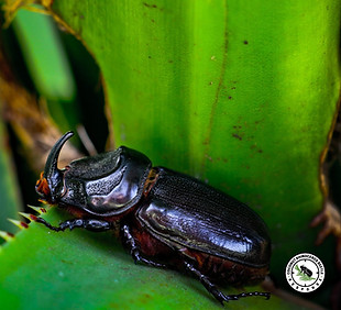 CRB close up on plant_edited_edited.jpg