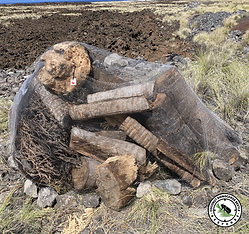 CRB Breeding site netting.png