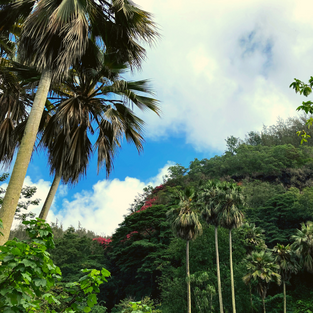 Loulu palms at Waimea Valley on Oahu. Photo taken by Kaili Kosaka