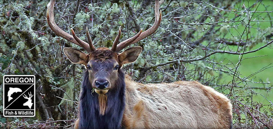 Oregon hunting license