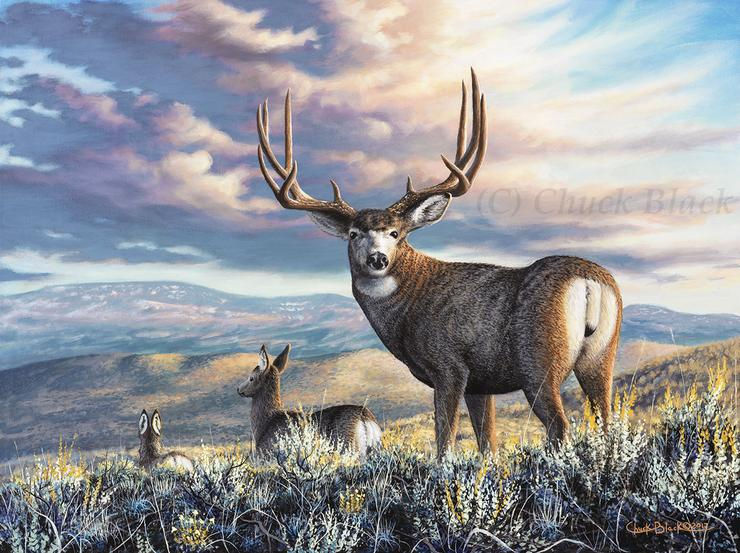 big buck snow.jpg