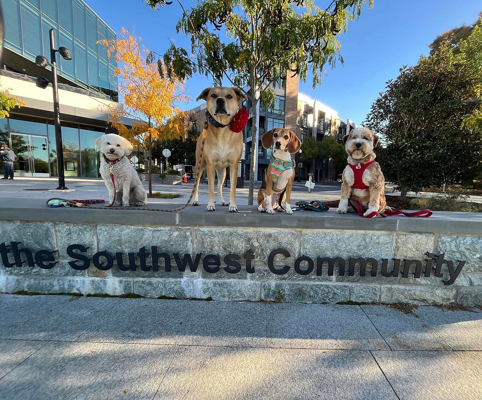 Part of Engaged Walks and Engaged Pack Walks is teaching each Engaged Dog the "Ready? Set? Catch!" pattern game. This (plus proofing their skills,) allows me to take pictures like this where they are all looking at me and waiting to be rewarded. For group photos / when working with multiple dogs, it is extremely important that each dog has strong name recognition and that we humans say their name before a cue. Example: To take this photo, I might say: "Penny: Ready? Set? Catch!" Even though they know the reward is coming to Penny and she's paying attention, they all look to me because of the previously proofed pattern of behavior and that it is likely their turn is coming soon.