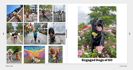 Engaged Dogs of DC.png