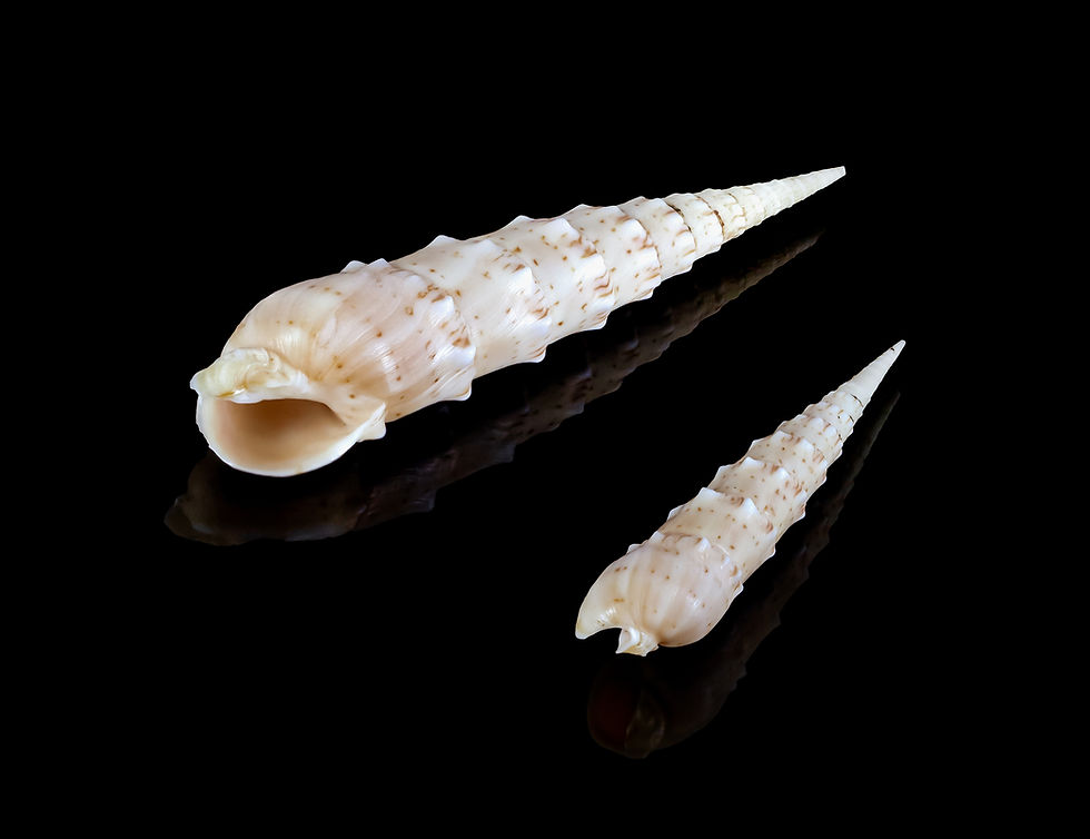 Terebra Crenulata G63c