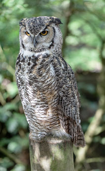 Magnificent Canadian Great Horned Owl photo by Geoff Wayman at Rutland Falconry Owl Centre in Rutland , England.