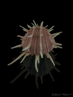 Spondylus Regius - Regal Thorny Oyster - G48a