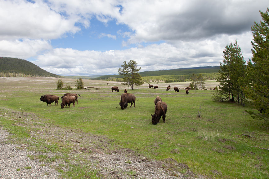 Photo of Bison in Yellowstone taken by Geoff Wayman