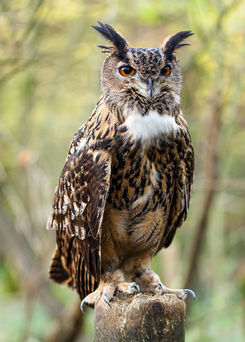 Magnificent Bengal Eagle Owl  photo by Geoff Wayman Rutland Falconry Owl Centre in Rutland , England.