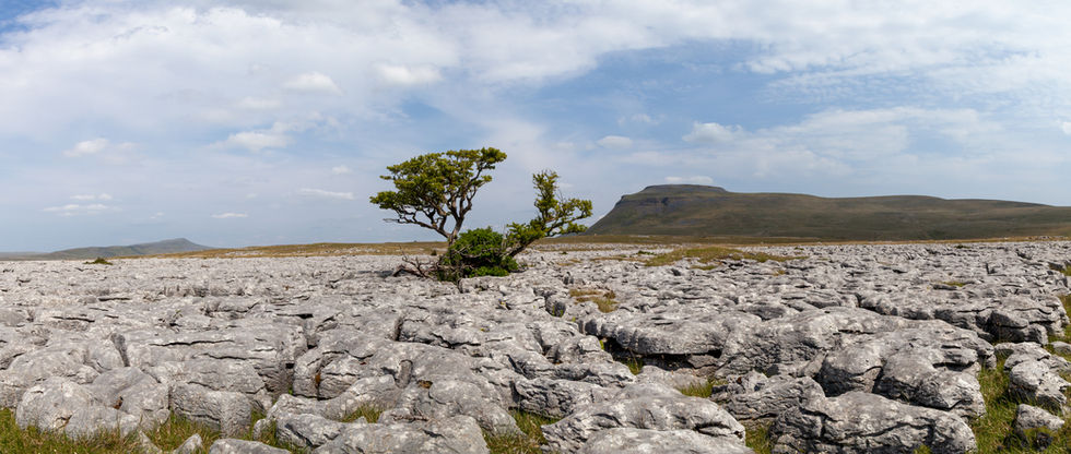 Panoramic of the iconic lone “White Scars Tree” near Ingleborough Yorkshire Dales