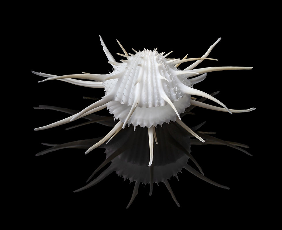 Spondylus Imperialist G69b
