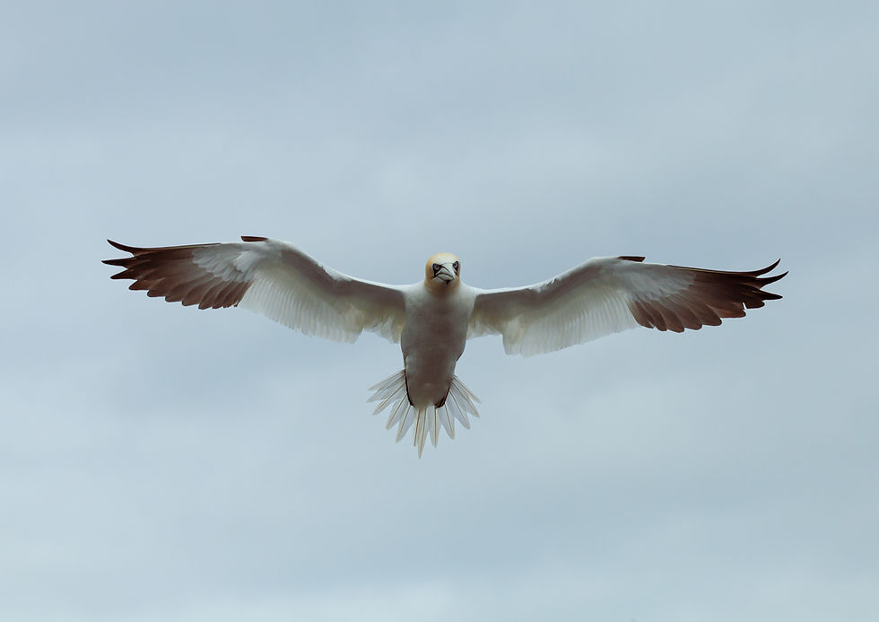 Gannet G141