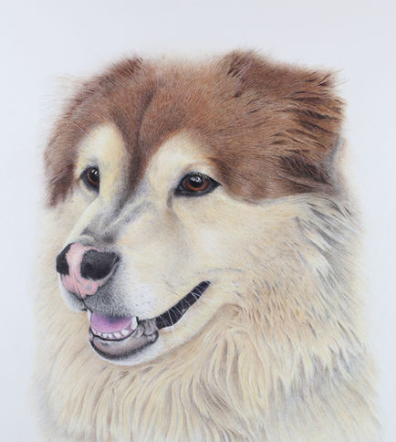 Dog commission original pencil drawing by Stephanie Wayman