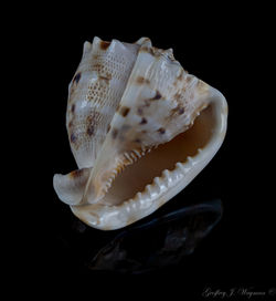 Cassis Cornuta - Horned Helmet - G64b