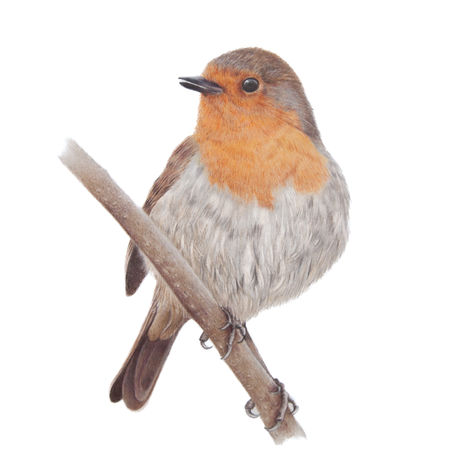 Robin Pencil Drawing by Stephanie Wayman