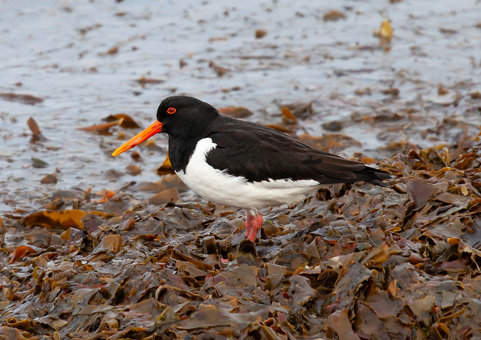 Oyster Catcher G133