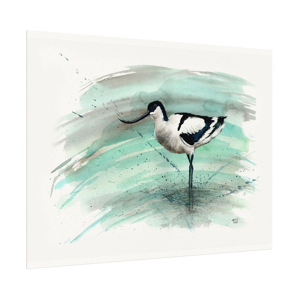 Thumbnail: Pied Avocet - Fine Art Print