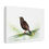 Thumbnail: Common Myna