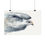 Thumbnail: Large Hawk - Fine Art Print