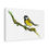 Thumbnail: Great Tit - Canvas Print