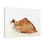 Thumbnail: Dried Leaf - Canvas Print