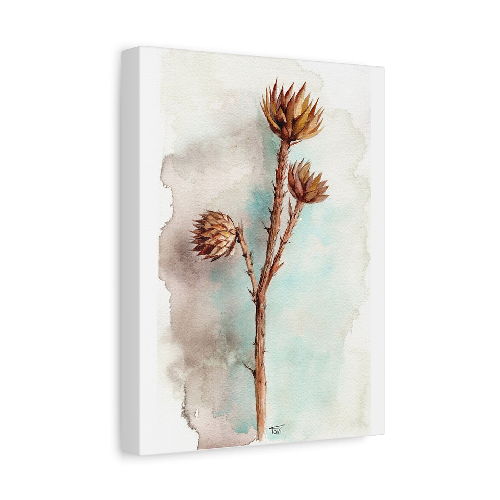 Dried Thistle