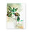 Thumbnail: Acorn with Leaves - Canvas Print