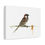 Thumbnail: Small House Sparrow